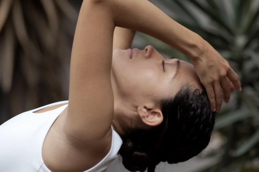 Turtle shell , photo